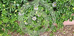 Plant Passiflora caerulea