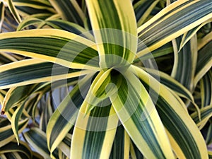 plant pattern dracaena