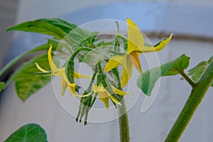 Plant of pear tomato