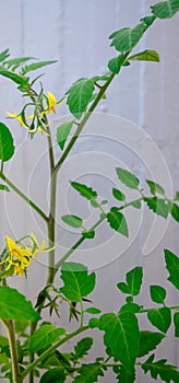 Plant of pear tomato