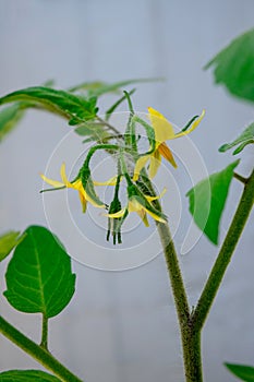 Plant of pear tomato