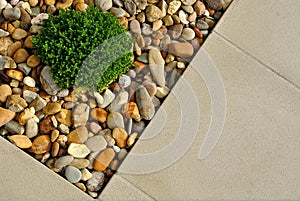 Plant, pebbles and paving texture