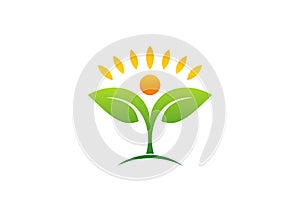 Planta,, designación de la organización o institución, el sol una carta botánica, a icono 