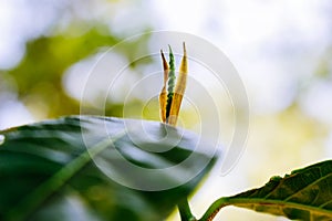 Plant perception and budding