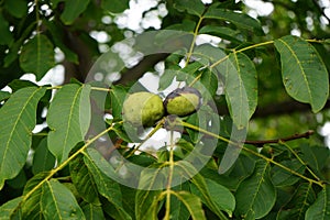 Plant pest Eriophyes tristriatus, syn. Aceria tristriata attacked the leaves and fruits of the walnut Juglans regia in September.