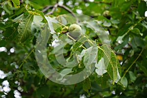 Plant pest Eriophyes tristriatus, syn. Aceria tristriata attacked the leaves and fruits of the walnut Juglans regia in September.