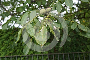 Plant pest Eriophyes tristriatus, syn. Aceria tristriata attacked the leaves and fruits of the walnut Juglans regia in September.