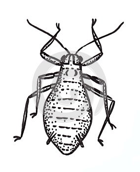 Plant pest green peach aphid. Drawing illustration.