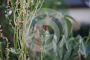 Plant pest Halyomorpha halys in the garden in June. Berlin