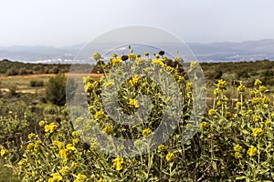 Plant Phlomis fruticosa grows in the mountains