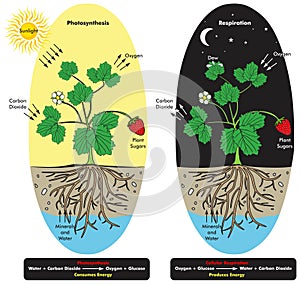 Plant photosynthesis and cellular respiration infographic diagram biology science