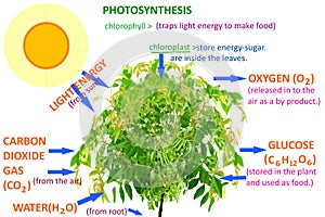 Rastlina fotosyntéza 