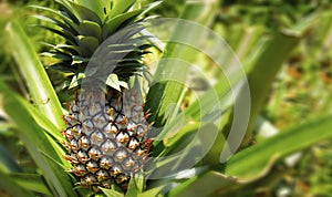 Plant of pineapple growing in pineapple plantation