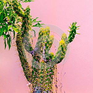 Plant on pink concept. Cactus. Fashion Minimal in the City photo