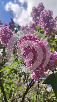 Plant  pink lilac garden petal nature scrub