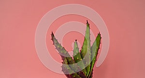 Plant on pink. Tropical Greens minimal art design.Contemporary Art.