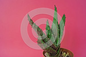 Plant on pink. Tropical Greens minimal art design.Contemporary Art.