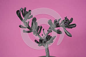 Plant on pink. Tropical Greens minimal art design.Contemporary Art.