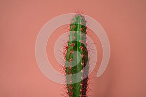 Plant on pink. Tropical Greens minimal art design.Contemporary Art.