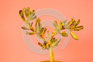 Plant on pink. Tropical Greens minimal art design.Contemporary Art.