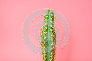 Plant on pink. Tropical Greens minimal art design.Contemporary Art.