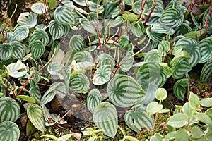 Plant in piperaceae family, flowering plant