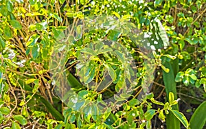 Plant plants on island tropical nature Isla Contoy Mexico