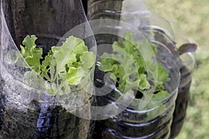 Plant in plastic bottle