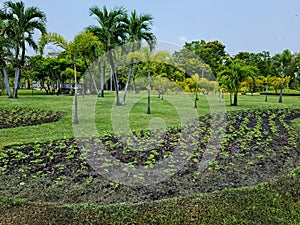 Plant plots flower