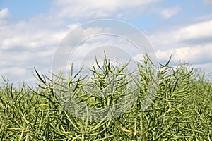 On the plant are pods winter crops of rapeseed