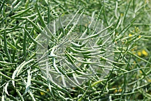 On the plant are pods winter crops of rapeseed