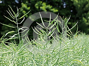 On the plant are pods winter crops of rapeseed