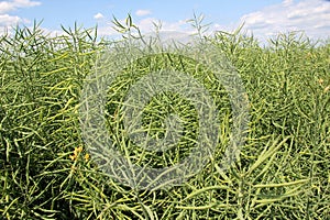 On the plant are pods winter crops of rapeseed