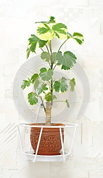 Plant poliscias fruticosa