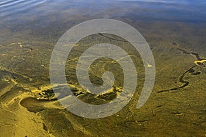 Plant pollen on the wild water surface