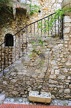 Plant in the pon near the stairs in the old town of Eze