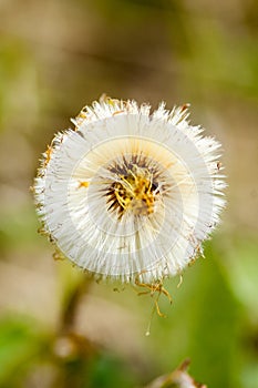 Plant portrait colt's-foot pappus