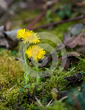 Plant portrait coltsfoot