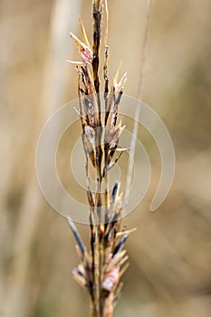 Plant portrait common cord-grass photo