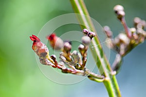 Plant portrait common figwort photo