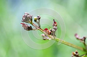 Plant portrait common figwort photo