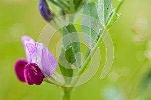 Plant portrait common vetch