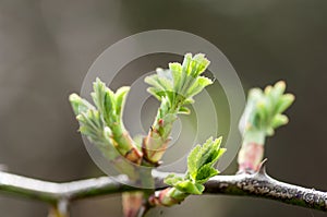 Plant portrait dog rose leaves