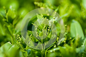 Plant portrait dog's mercury