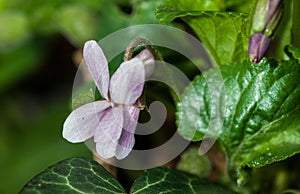 Plant portrait dog violet