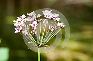 Plant portrait flowering rush