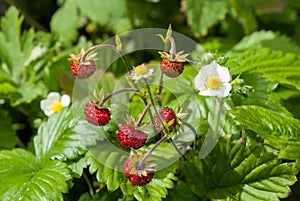 Plant portrait garden strawberry