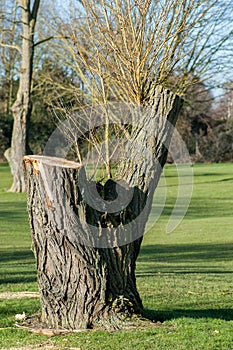 Plant portrait - heavily managed willow trees