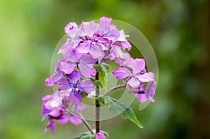 Plant portrait honesty