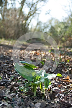 Planta retrato a senoras 